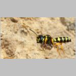 Cerceris arenaria - Grabwespe w11b 12mm Nestanflug mit Ruesselkaefer.jpg